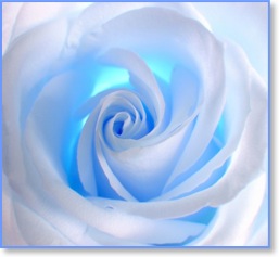 bigstockphoto_white_-_blue_rose_548238